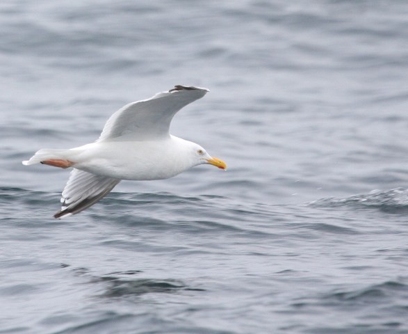 Herring Gull